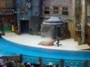 Sea Lion @ Seaworld San Antonio Shamu Imitation