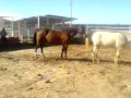 el garañon de san pedro bcs
