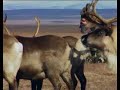 TUNDRA trailer