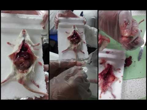 how to isolate mouse hypothalamus