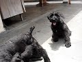 Giant Schnauzer Puppies Again