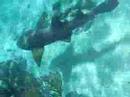 Nurse Shark 1 - Snorkeling in Xcalak, Mexico Nurse Shark 1 - Snorkeling in Xcalak, Mexico