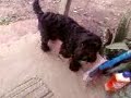 meu pitybull atacando a cadela da vizinha! rsrsrsrsrsr