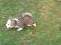 Podengo Puppy Plays.MOV Podengo Puppy Plays.MOV