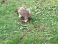 Podengo Puppy Plays.MOV