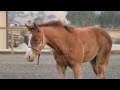 2008 APHA Filly by Radicalized for Sale -  'Little Allies Opps'