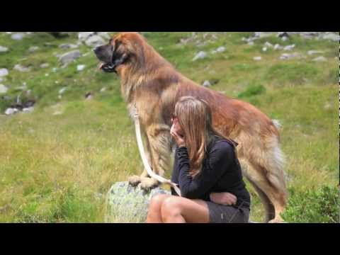 leonberger