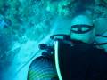 manta raya isla de mafia MVI 5952