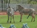 ZEBRAS GONE WILD!!! ZEBRAS GONE WILD!!!