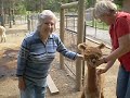Aline Petting Alpacas at Mica Glen Alpacas Aline Petting Alpacas at Mica Glen Alpacas