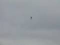 RedBull Air Race Video