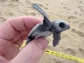 Baby Leatherback Turtle Release Baby Leatherback Turtle Release