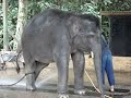 Elephant shower time - asiavalley.com