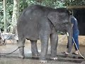 Elephant shower time - asiavalley.com