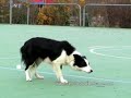 Centro Studi del Cane (Obedience con Estrid) Centro Studi del Cane (Obedience con Estrid)