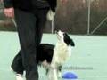 Centro Studi del Cane (Obedience con Estrid)