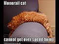 funny cats the 8th