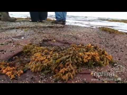 how to fertilize irish moss