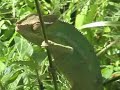 l'endormi ou caméléon
