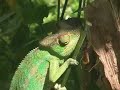 l'endormi ou caméléon