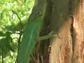 l'endormi ou caméléon