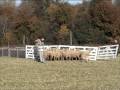 videos de Kiss Gábor & Nudli herding