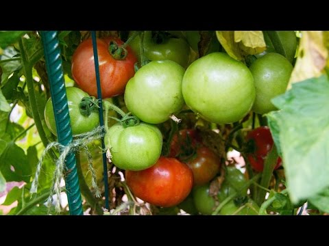 containers - A collection of tips and secrets for growing great tomatoes in containers. We guide you thru the process of choosing soil, adding fertilizer, watering and ma...