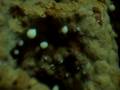 BBC Home Making: Termites