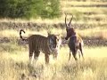 Difficult hunt: tiger conquer antelope!