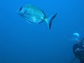 Gio Dive scuola sub Bologna immersione subacquea isole Medas