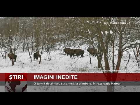 O turmă de zimbri, surprinsă la plimbare, în rezervația Hațeg