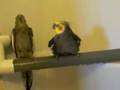 african grey