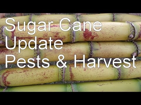 how to replant sugar cane