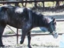 Molly une femelle poney sauvée de louragan Katrina en 2005 Molly une femelle poney sauvée de louragan Katrina en 2005