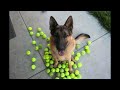 Amazing puppy video