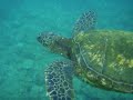 Mike Swims with Maui Turtles - 1