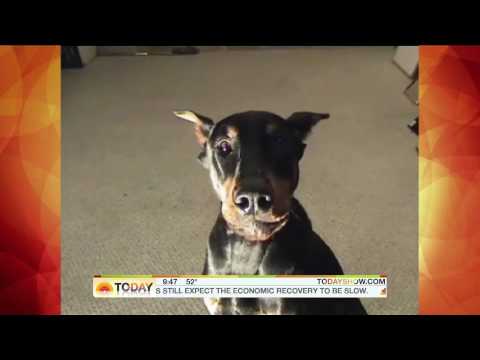 Doberman Pinser