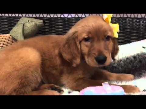 Beautiful Red Golden Retriever