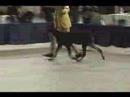 Doberman Pincher \"Callidora\" (7 month)