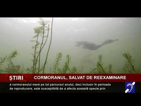 Cormoranul, salvat de reexaminare