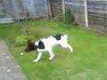stubbsy going crazy in ma grandads back garden hes 7 months old now but still real naghty