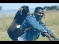 Animals-Break your ass