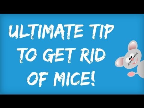 how to get rid mice in attic