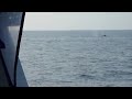 Whale Watching