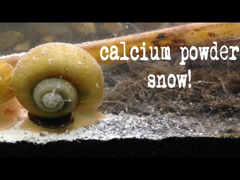 how to provide calcium for snails