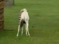 Zorse