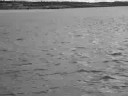 Delfiny-Kilrush