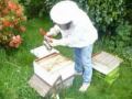 hive1