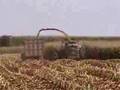 Chopping corn silage in Iowa