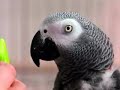 Alex The Parrot
